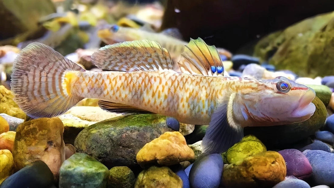Leavell Goby