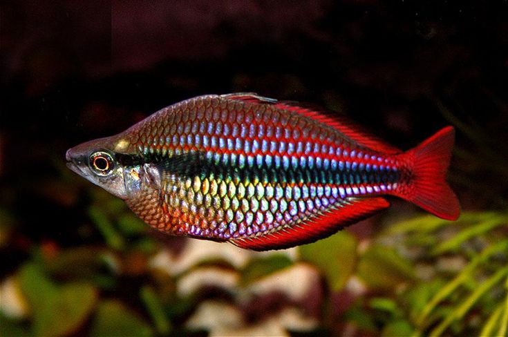 Melanotaenia trifasciata (Banded Rainbowfish) — 4–6 cm