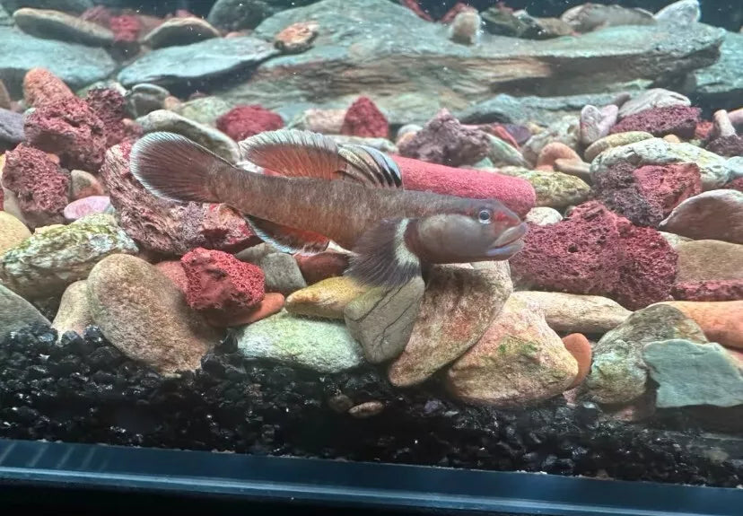 Monkeykiss Goby