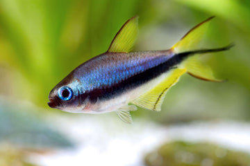 Emperor Tetra (Nematobrycon palmeri) – 3.5–4 inches