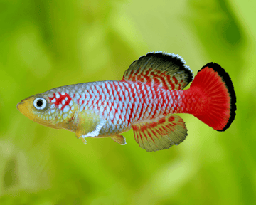 Redtail Notho Killifish (Nothobranchius guentheri) – 3.5–4 inches