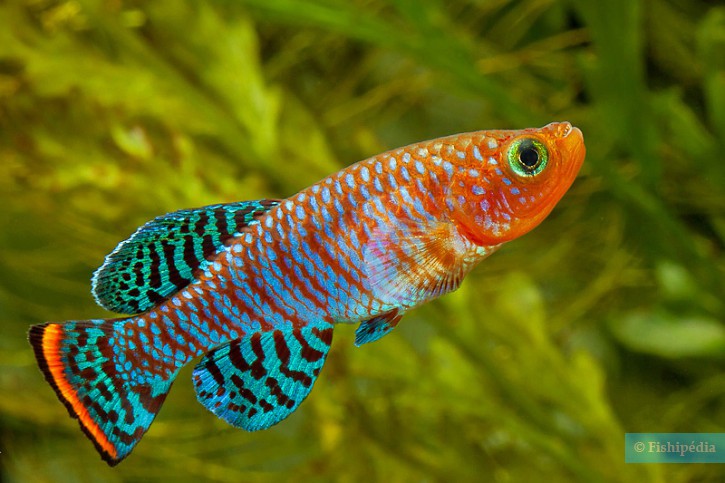 Nothobranchius rachovii – 3.5–4 inches