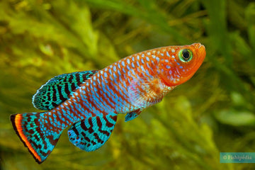 Nothobranchius rachovii – 3.5–4 inches