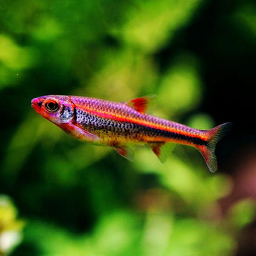 Notropis chrosomus (Rainbow Shiner) 3-3.5 cm