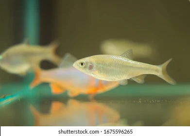 Notropis lutrensis (Red Shiner) 3-4 cm