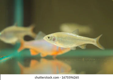 Notropis lutrensis (Red Shiner) 3-4 cm