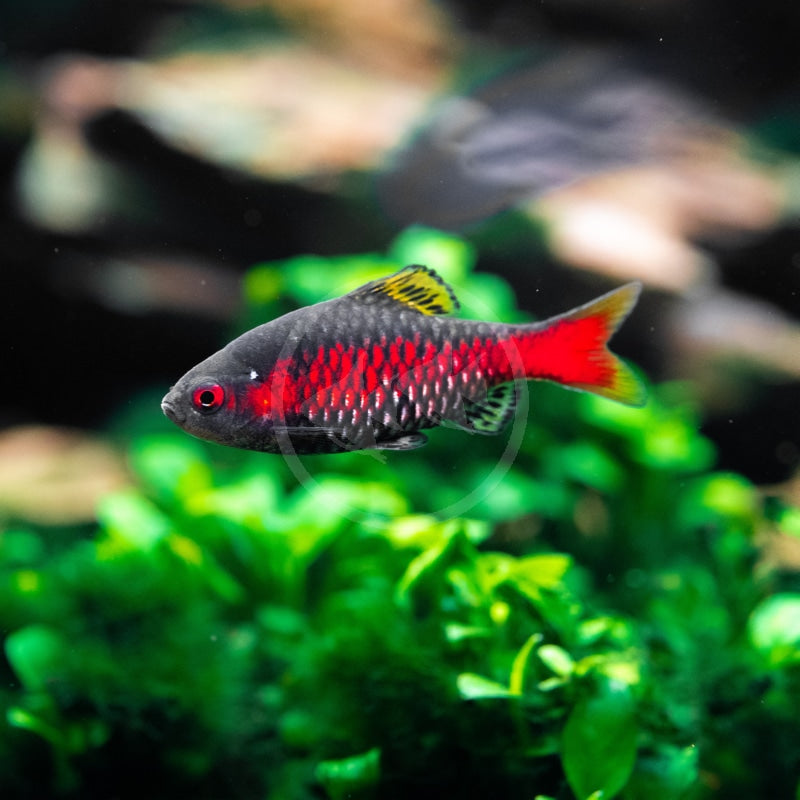 Odessa Barb – Pethia padamya 4.6 cm