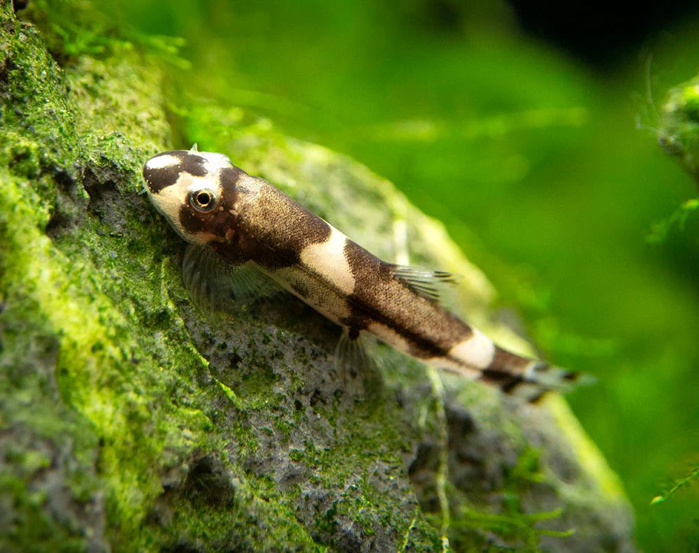 Panda Loach (Yaoshania pachychilus) – (3-3.5 cm)