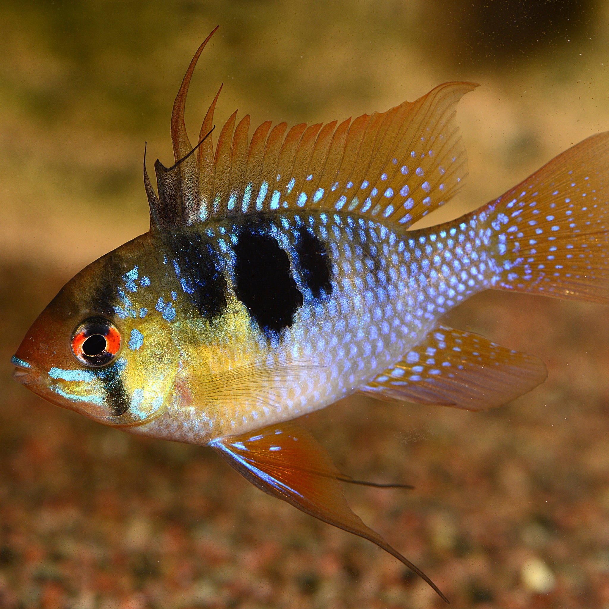Papiliochromis ramirezi – Ram Cichlid (2.5–3 inches)