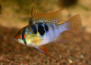 Papiliochromis ramirezi – Ram Cichlid (2.5–3 inches)