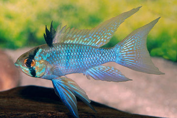 Papiliochromis ramirezi "Blue" (Electric Blue Ram Cichlid) – 2.5–3 inches