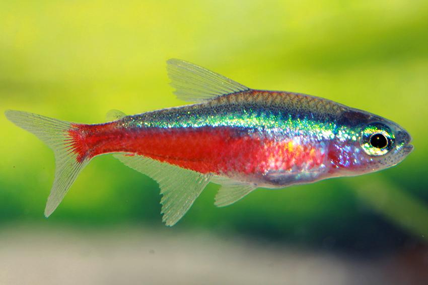 Cardinal Tetra (Paracheirodon axelrodi) – 2–2.5 inches