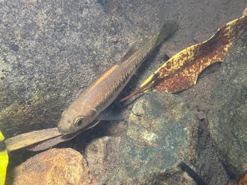 Parazacco fasciatus – Freshwater Asian Minnow (~13 cm)