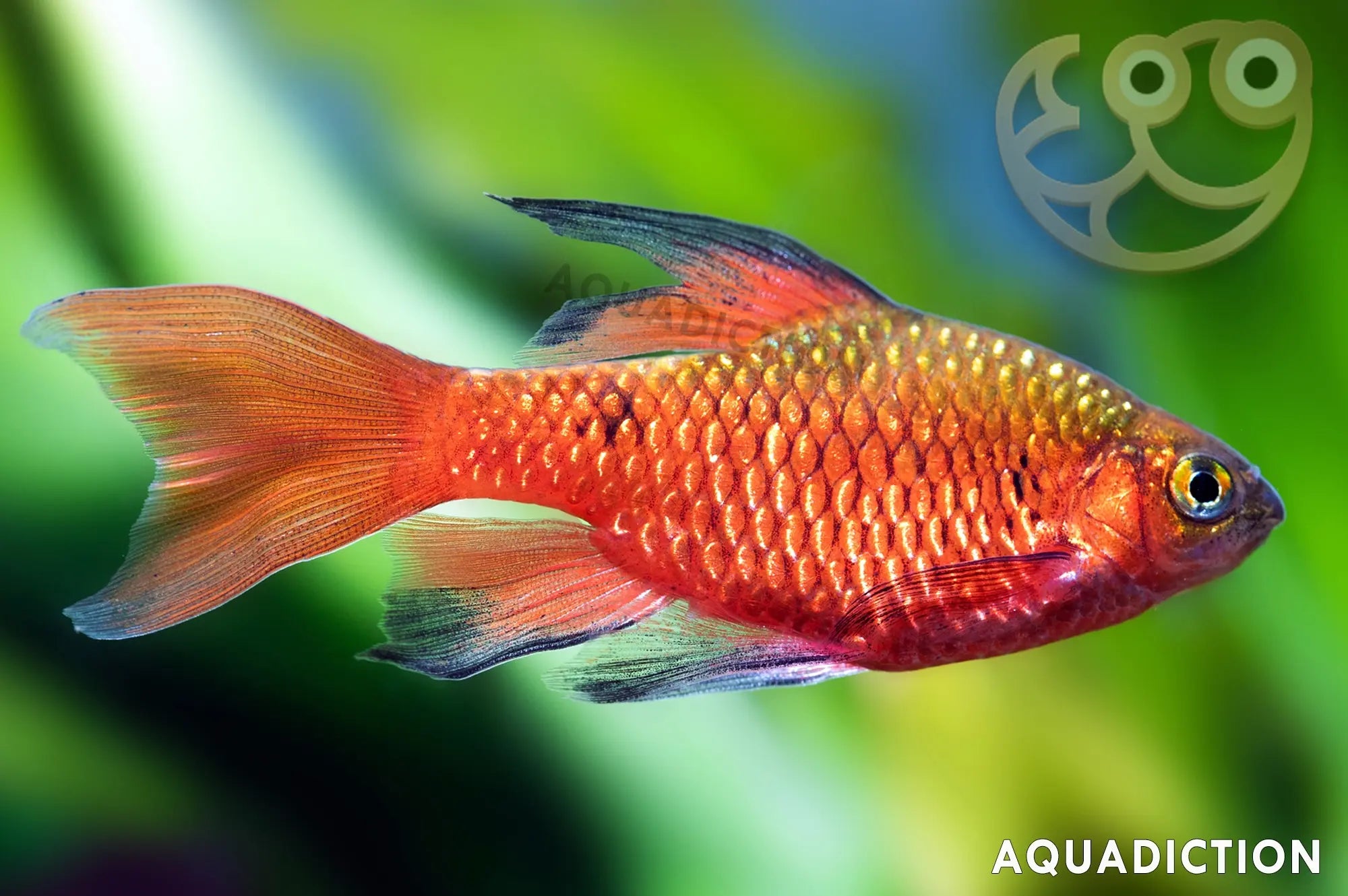 Longfin Rosy Barb – Pethia conchonius var. "Longfin"） 3-4 cm