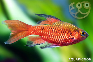 Longfin Rosy Barb – Pethia conchonius var. "Longfin"） 3-4 cm