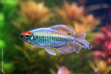 Phenacogrammus interruptus (Congo Tetra) — 4–5 cm