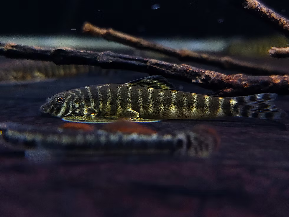 Changting Hillstream Loach (Pseudogastromyzon changtingensis)