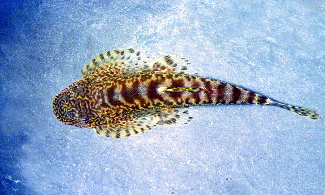 Hillstream Loachn cheni (Pseudogastromyzon cheni)