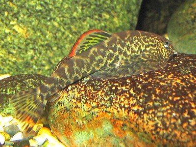 Hillstream Loachn cheni (Pseudogastromyzon cheni)
