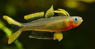 Forktail Blue-Eye Rainbowfish (Pseudomugil furcatus) – 2–2.5 inch
