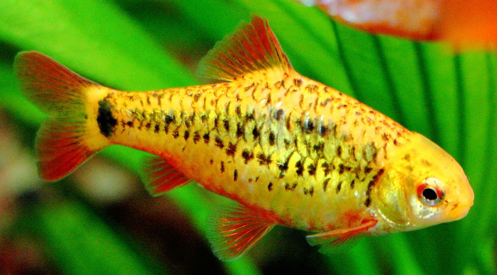 Gold Barb (Puntius semifasciolatus) – “Cute Gold Barb” (~2–3″ / ~5–7 cm)