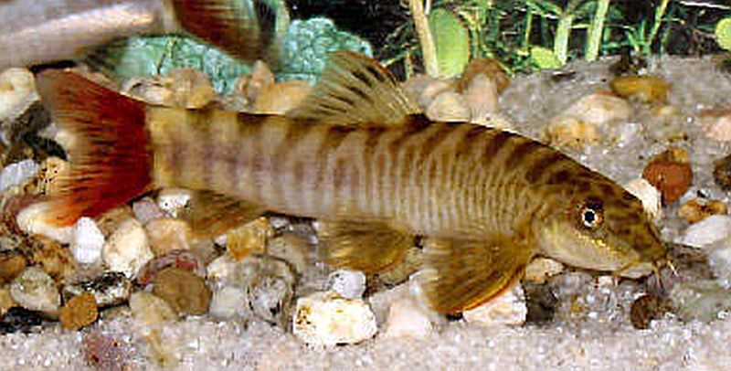 Schistura fasciolatus – Red‑Tail Bumble Bee Loach (~6 cm)