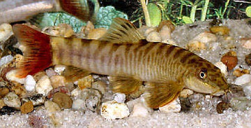 Schistura fasciolatus – Red‑Tail Bumble Bee Loach (~6 cm)