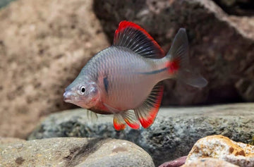Red-Fin Bitterling (Rhodeus cf. albomarginatus) – Rare Chinese Bitterling