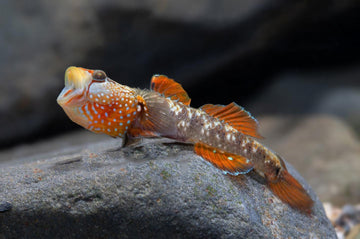 Strawberry Kiss Goby (Rhinogobius sp.) – ~4.5 cm