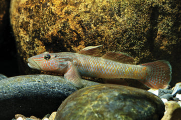 Rhinogobius formosanus – ~8 cm Formosa Brook Goby