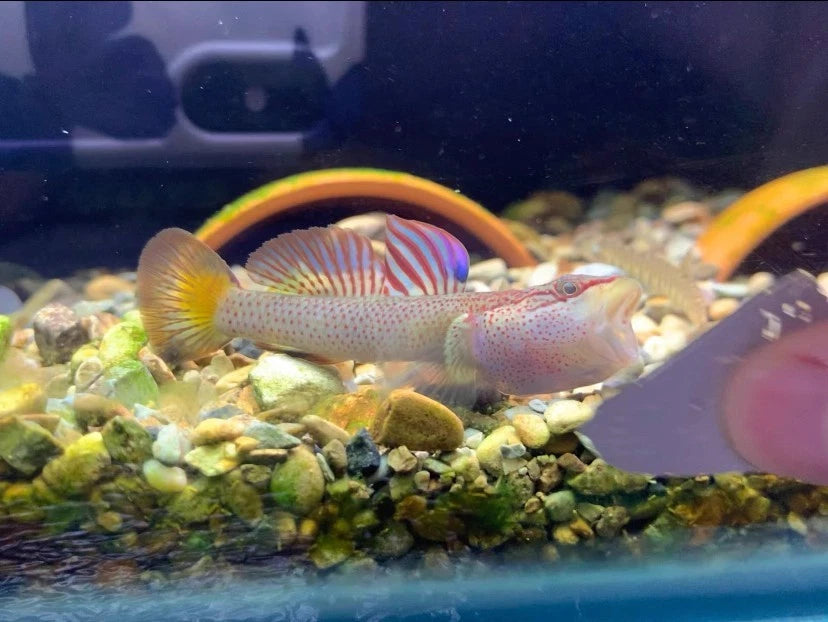 Star-Spangled Banner Goby (Rhinogobius sp.) – ~4 cm