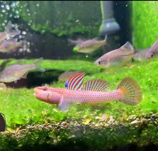 Star-Spangled Banner Goby (Rhinogobius sp.) – ~4 cm