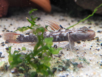 Rhinogobius wuyiensis – ~4 cm Wuyi Stream Goby
