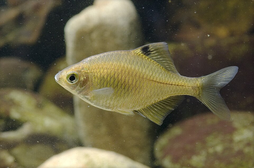 Gold-Fin Bitterling (Rhodeus cf. albomarginatus) – Rare Golden-Edged Variant