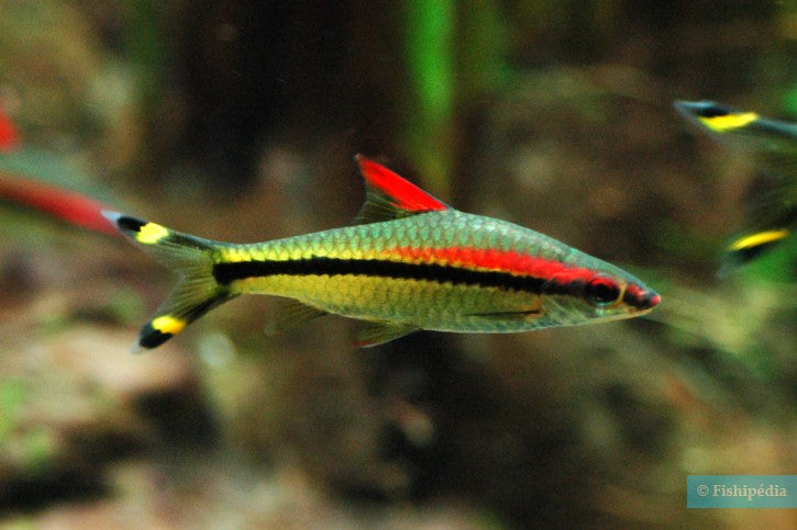 Sahyadria denisonii (Denison Barb) 2.8-3.5 cm