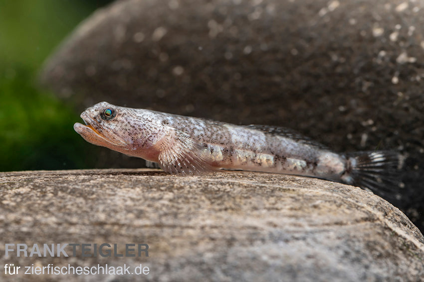 Schismatogobius ampluvinculus – Amphu Goby (2.3–3 inches)