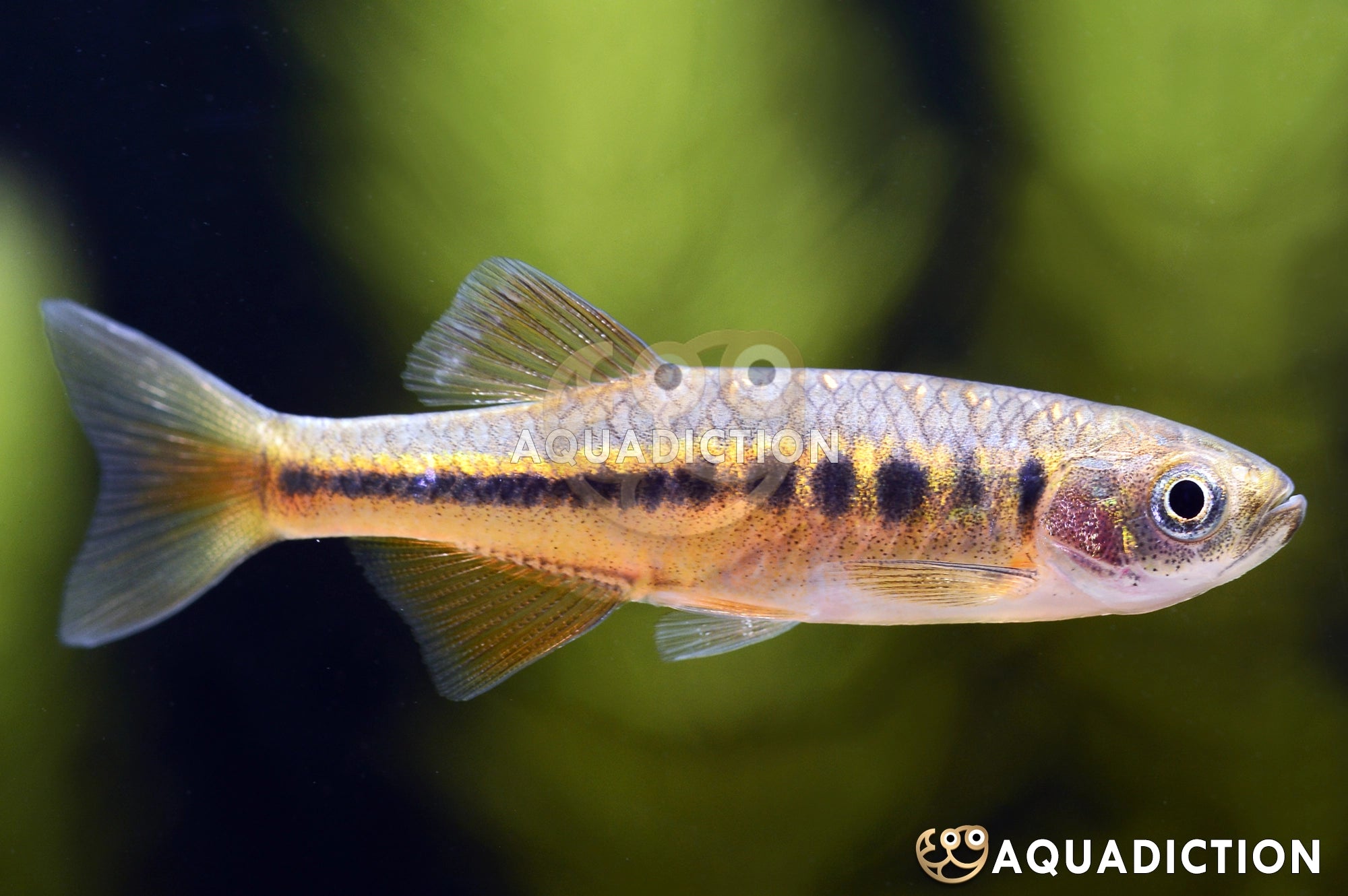Semi-Lined Danio (Danio trangi) – ~4–5 cm