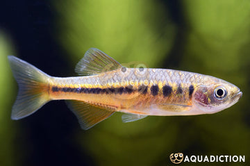 Semi-Lined Danio (Danio trangi) – ~4–5 cm