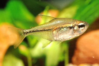 Krieg's Mini Tetra (Serrapinnus kriegi) – 2–2.5 cm