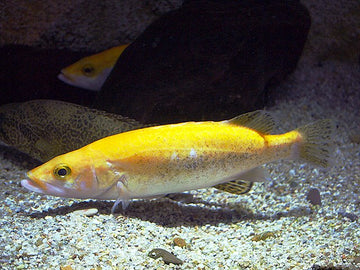 Siniperca “Gold” – Golden Mandarin Fish (~33 cm max)