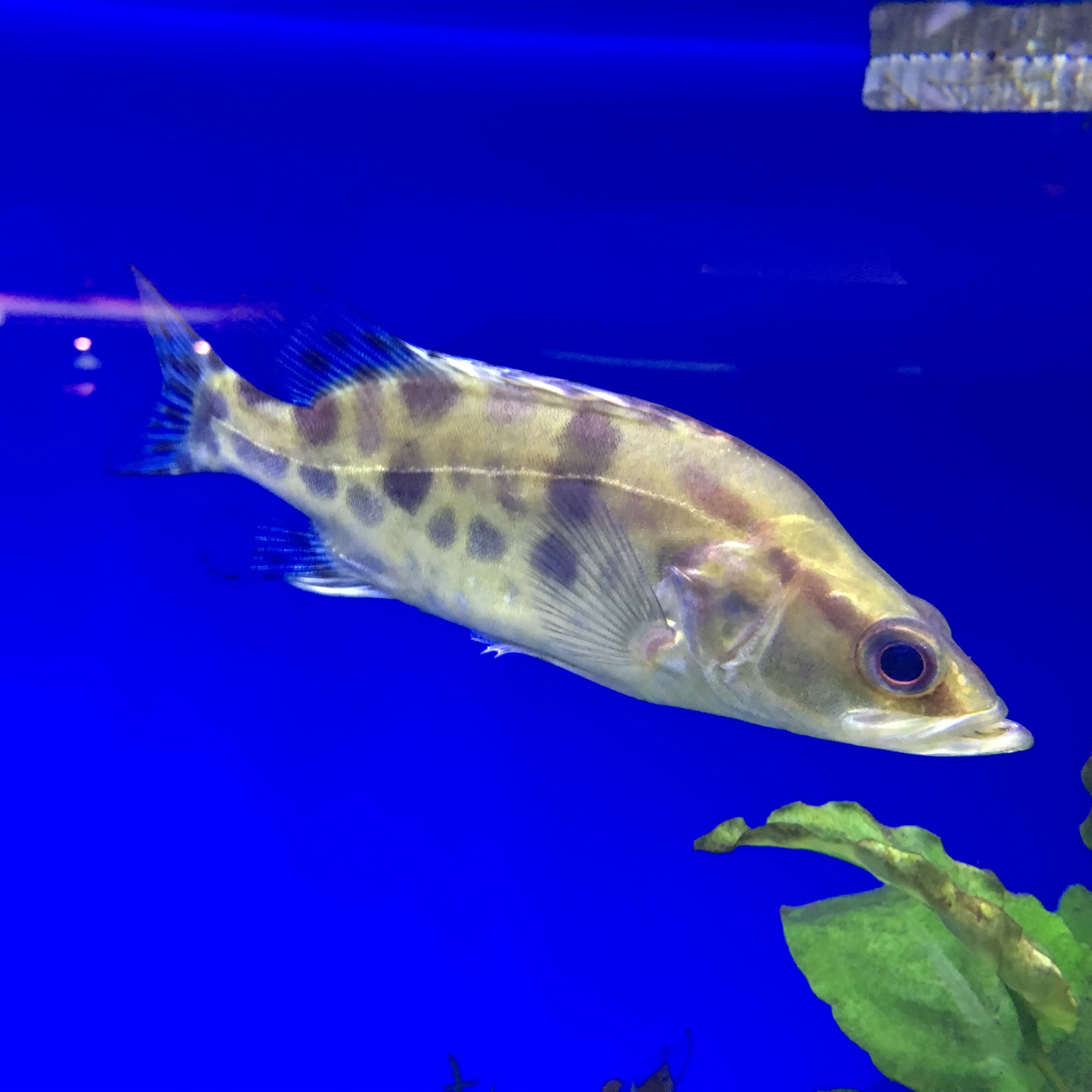Siniperca chuatsi – Chinese Perch / Mandarin Fish (~70 cm max)