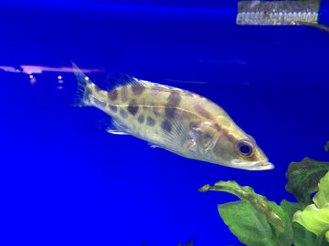 Siniperca chuatsi – Chinese Perch / Mandarin Fish (~70 cm max)