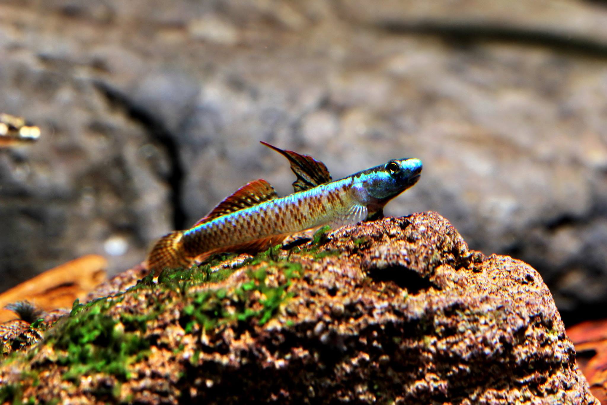 Stiphodon percnopterygionus – Blue Neon Goby (6+ cm)