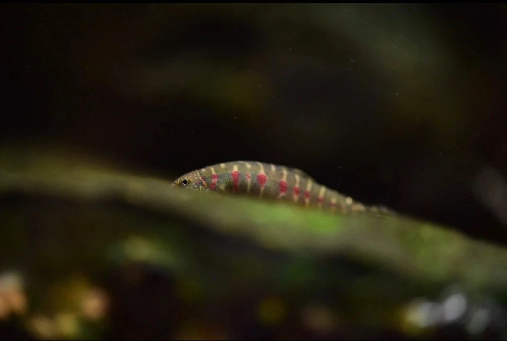 Strawberry Spot Sucker Loach