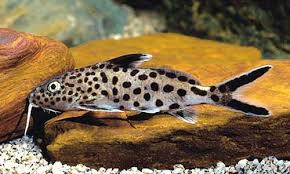 Synodontis multipunctatus (Cuckoo Catfish) 4-5 cm