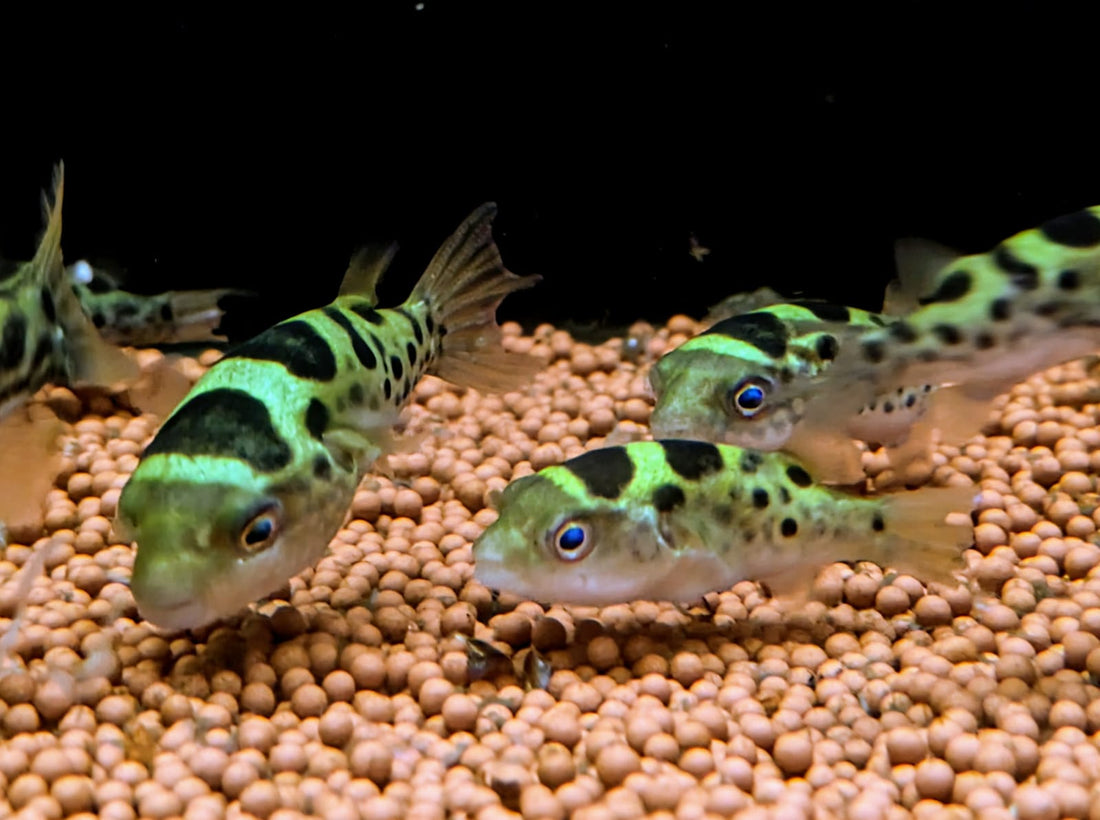 Tetraodon lineatus (Fahaka Puffer) 30–43 cm