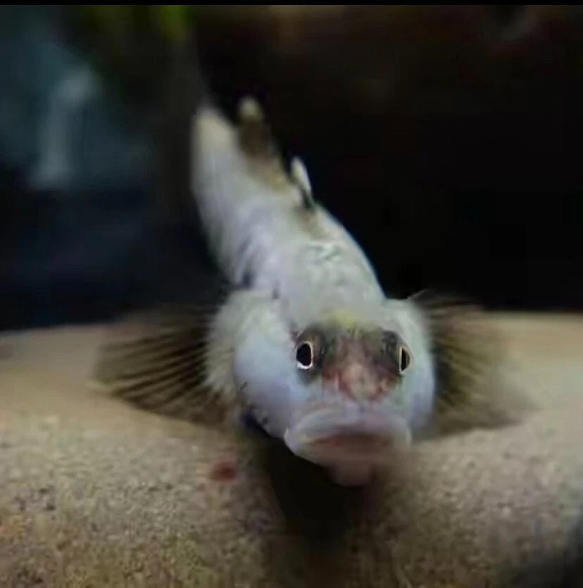 Rhinogobius duospilus – ~4.5 cm White-Cheek Goby
