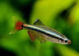 White Cloud Mountain Minnow (Tanichthys albonubes) – ~4 cm