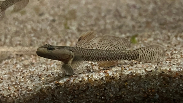 Yellow Lip Goby Chaoshan (Rhinogobius sp.) – ~3–4 cm