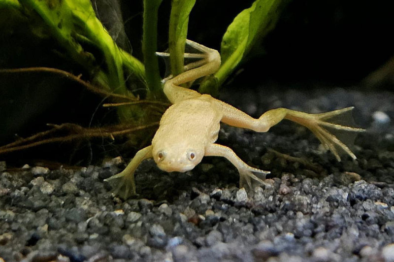 Hymenochirus spp. – African Dwarf Frog (5 cm)